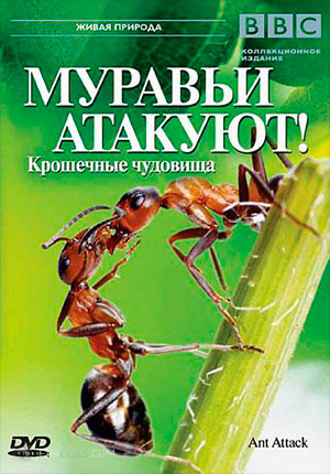 Атака муравьев