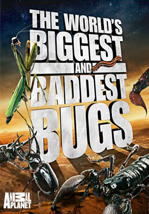 Самые большие и страшные жуки в мире