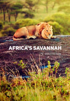Африканская саванна. Поле битвы львов