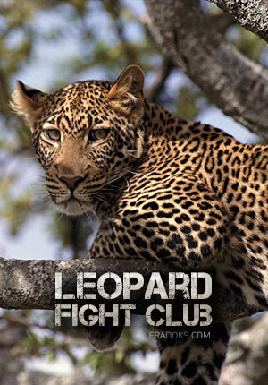 Бойцовский клуб для леопарда