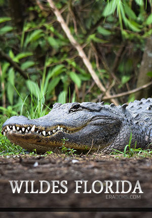 Дикая Флорида. Край аллигаторов и крокодилов