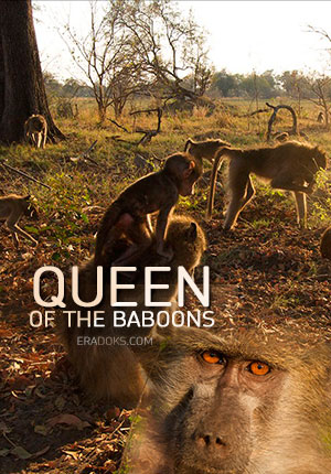 Королева бабуинов
